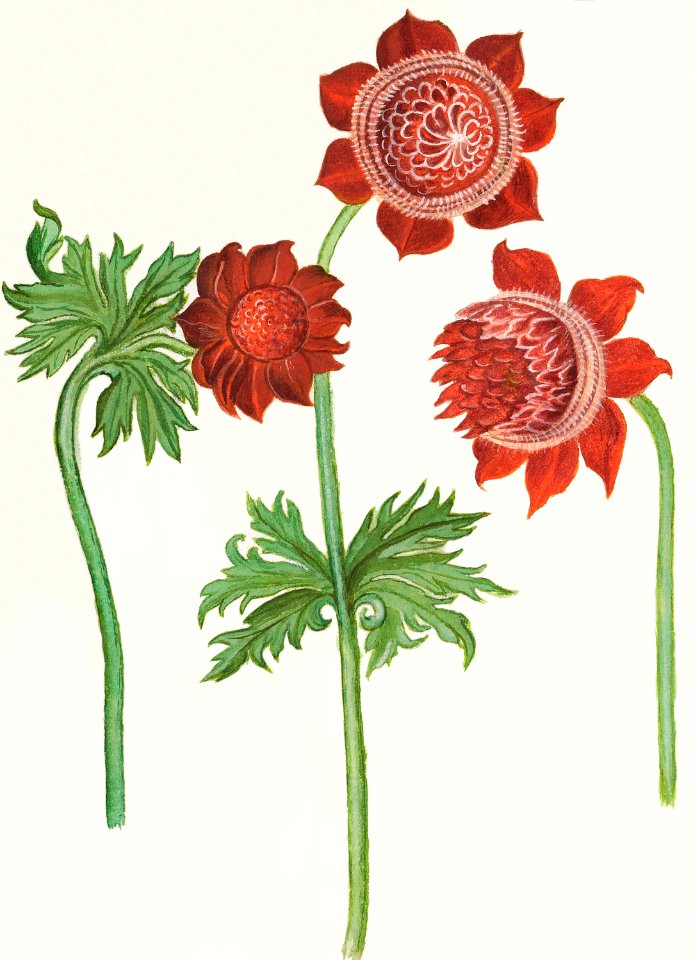 Anemone, Anemone (1596–1610) by Anselmus Boëtius de Boodt.