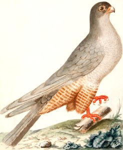 Red-footed falcon (1596–1610) by Anselmus Boëtius de Boodt.. Free illustration for personal and commercial use.