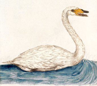 The Wild Swan, Cygnus cygnus (1596–1610) by Anselmus Boëtius de Boodt.. Free illustration for personal and commercial use.