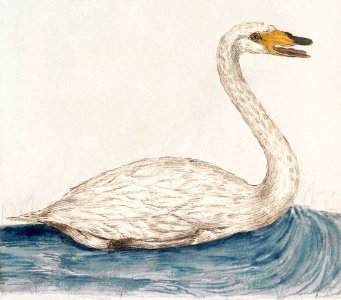 The Wild Swan, Cygnus cygnus (1596–1610) by Anselmus Boëtius de Boodt.