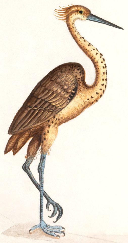 Heron, Ardea (1596–1610) by Anselmus Boëtius de Boodt.
