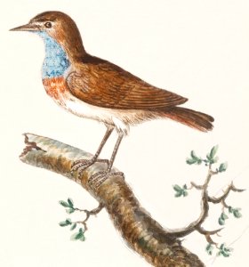 Bluethroat, luscinia svecica (1596–1610) by Anselmus Boëtius de Boodt.. Free illustration for personal and commercial use.