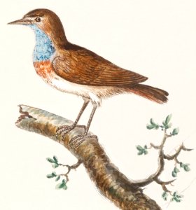 Bluethroat, luscinia svecica (1596–1610) by Anselmus Boëtius de Boodt.