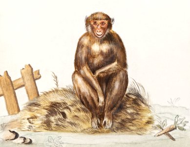 Monkey, Primates (1596–1610) by Anselmus Boëtius de Boodt.. Free illustration for personal and commercial use.