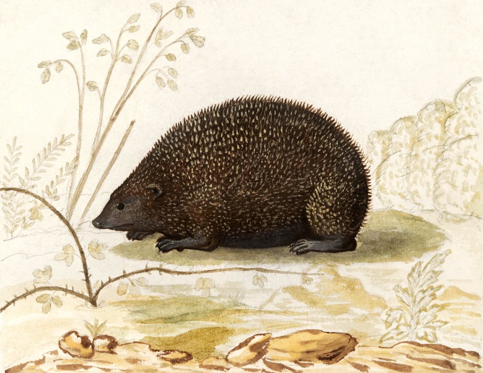 Hedgehog, Erinaceus europaeus (1596–1610) by Anselmus Boëtius de Boodt.