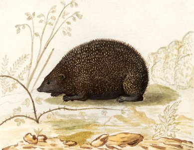 Hedgehog, Erinaceus europaeus (1596–1610) by Anselmus Boëtius de Boodt.. Free illustration for personal and commercial use.