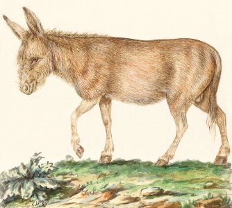 Donkey, Equus africanus asinus (1596–1610) by Anselmus Boëtius de Boodt.. Free illustration for personal and commercial use.