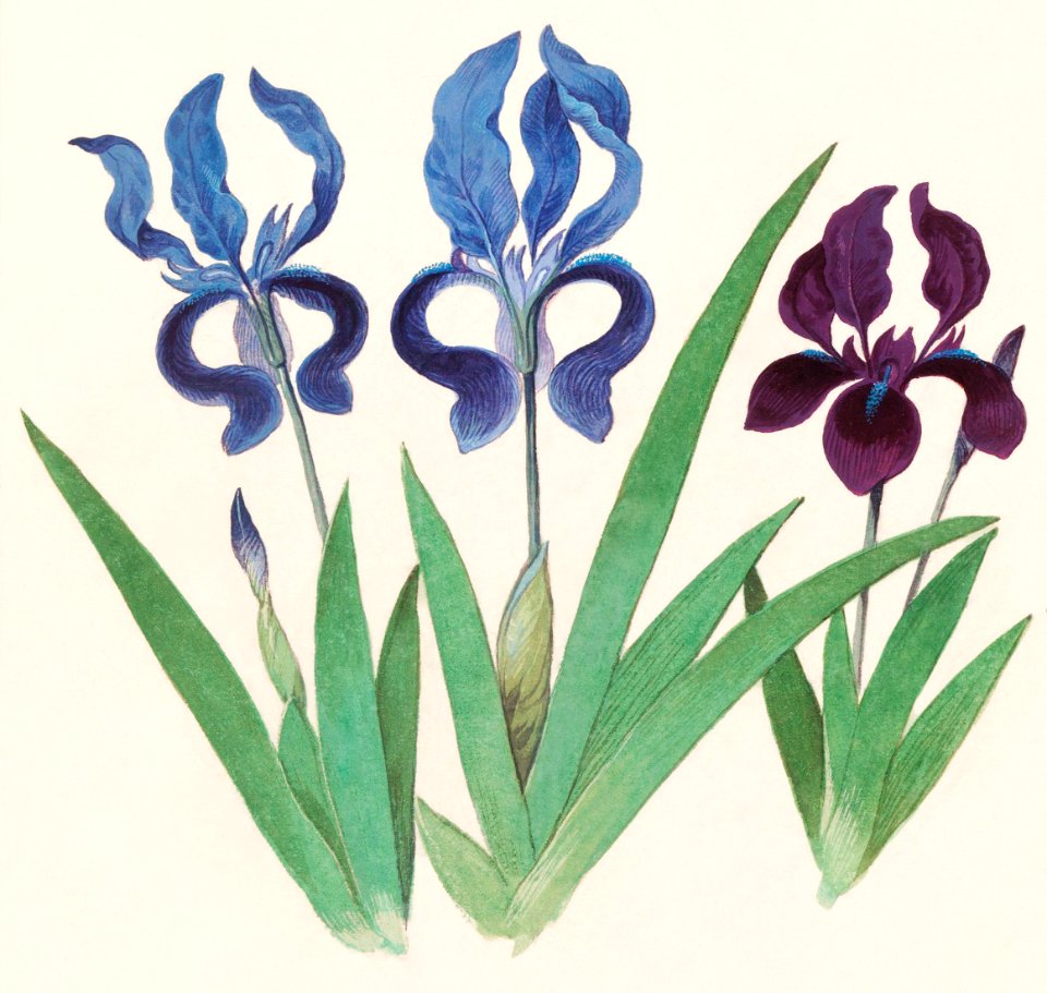 Purple iris, Iris germanica (1596–1610) by Anselmus Boëtius de Boodt.