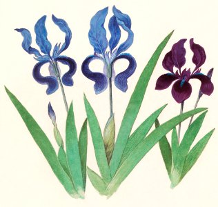 Purple iris, Iris germanica (1596–1610) by Anselmus Boëtius de Boodt.. Free illustration for personal and commercial use.