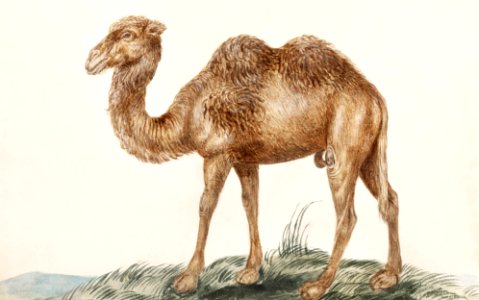 Camel, Camelus ferus bactrianus (1596–1610) by Anselmus Boëtius de Boodt.. Free illustration for personal and commercial use.