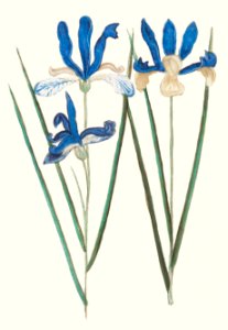 Blue iris, Iris sibirica (1596–1610) by Anselmus Boëtius de Boodt.. Free illustration for personal and commercial use.