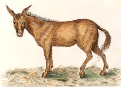 Mule, Equus mulus (1596–1610) by Anselmus Boëtius de Boodt.. Free illustration for personal and commercial use.