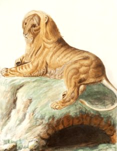Lion, Panthera leo (1596–1610) by Anselmus Boëtius de Boodt.. Free illustration for personal and commercial use.