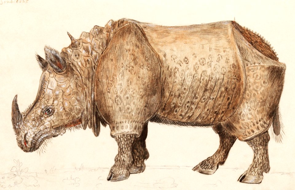 Indian rhinoceros, Rhinoceros unicornis (1596–1610) by Anselmus Boëtius de Boodt.