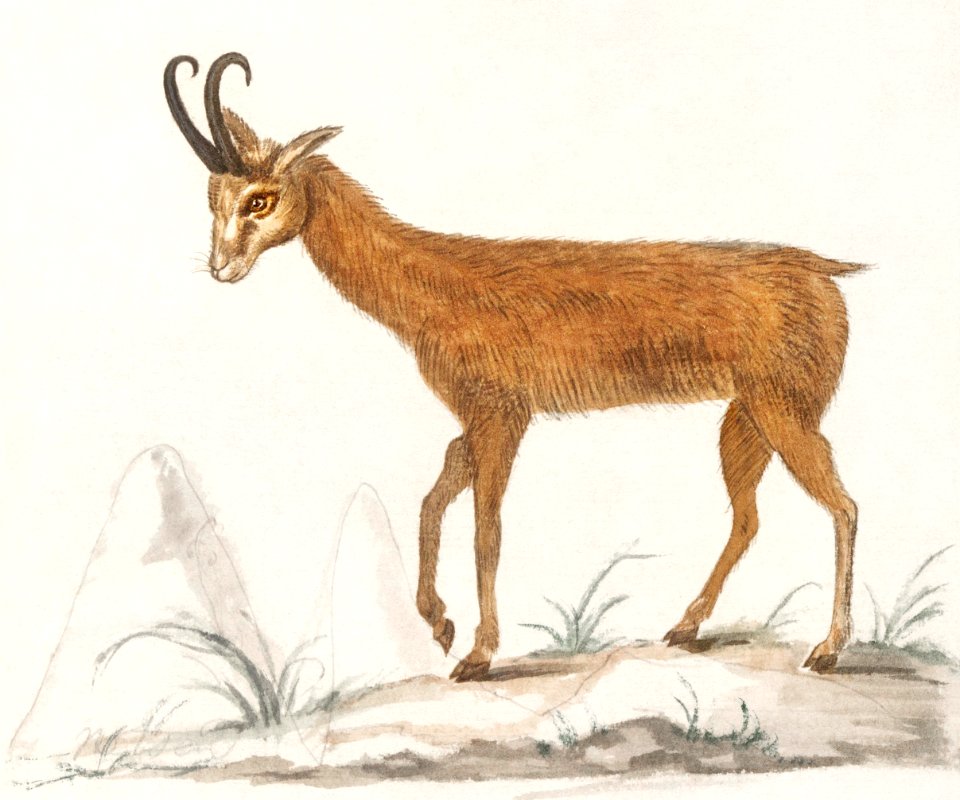 Gem, Rupicapra rupicapra (1596–1610) by Anselmus Boëtius de Boodt.