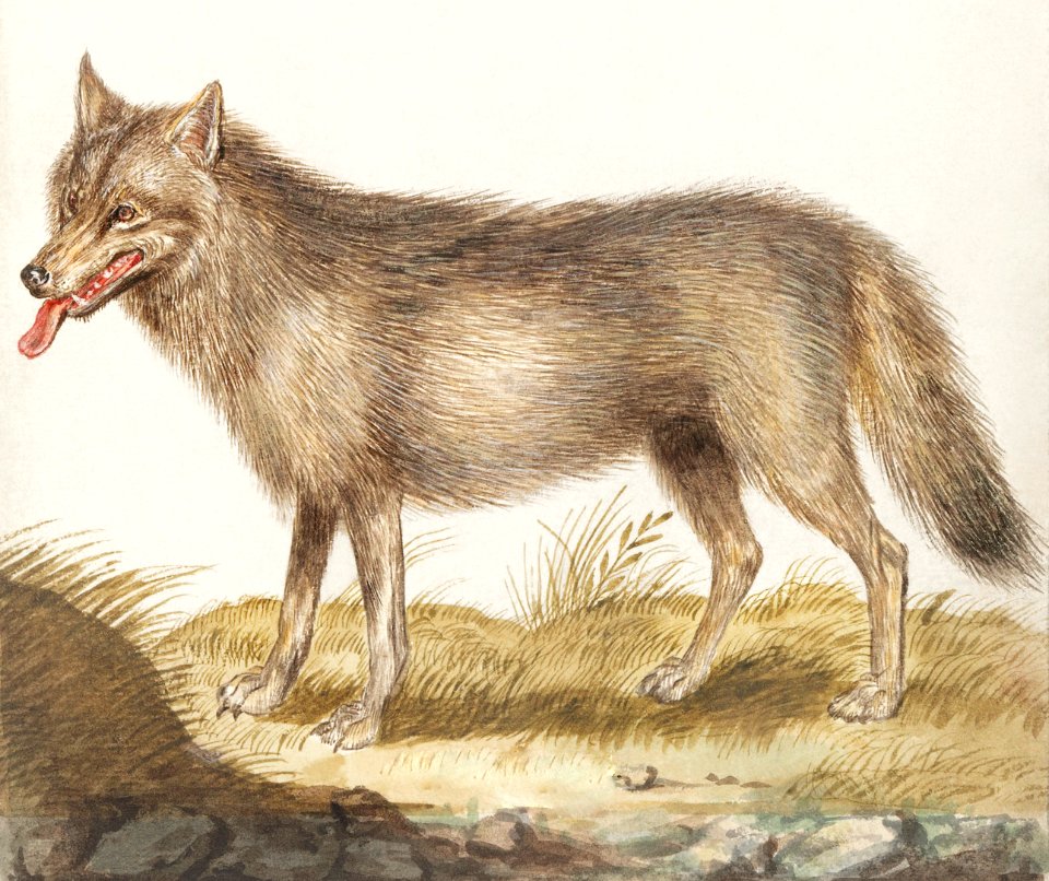 Wolf, Canis lupus (1596–1610) by Anselmus Boëtius de Boodt.