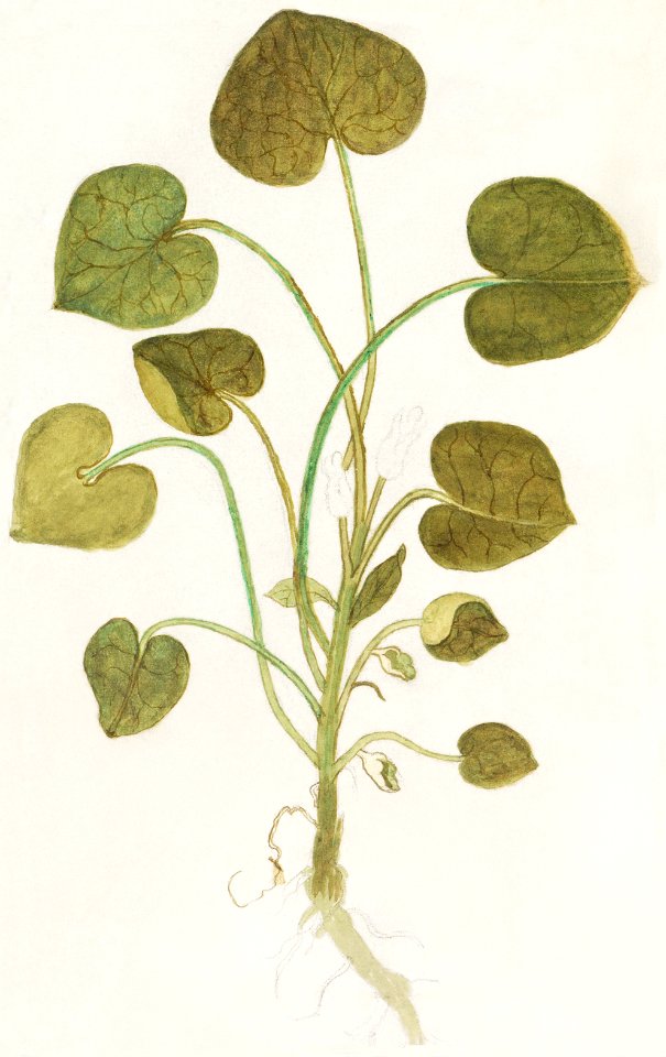 Mansoor, Asarum europaeum (1596–1610) by Anselmus Boëtius de Boodt.