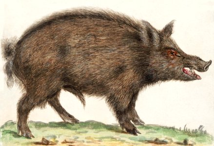 Wild boar, Sus scrofa (1596–1610) by Anselmus Boëtius de Boodt.. Free illustration for personal and commercial use.