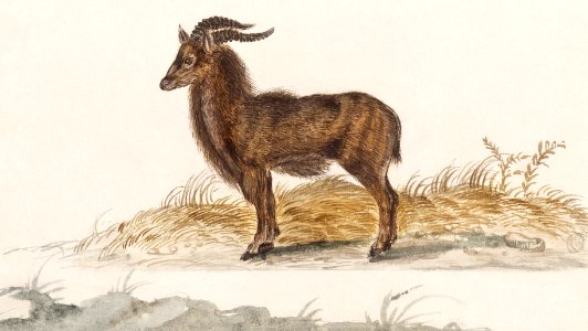 Alpine ibex, Capra ibex (1596–1610) by Anselmus Boëtius de Boodt.. Free illustration for personal and commercial use.