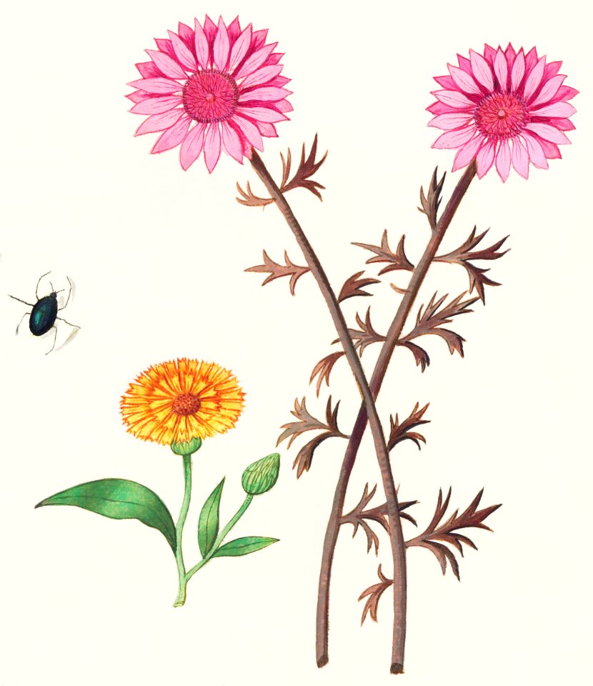Pink flower, unknown and marigold, Calendula officinalis (1596–1610) by Anselmus Boëtius de Boodt.