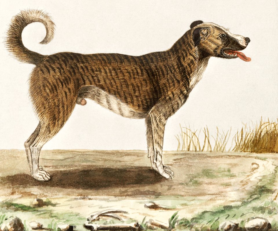 Dog, Canis lupus familiaris (1596–1610) by Anselmus Boëtius de Boodt.