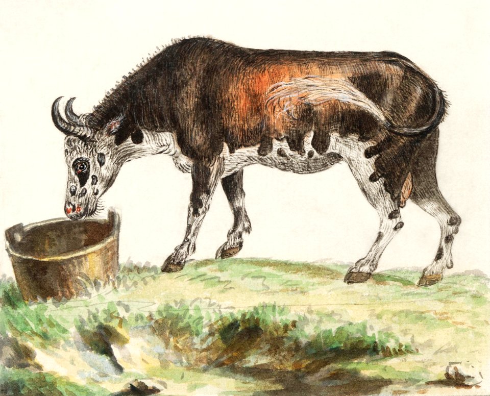 Cow, Bos taurus (1596–1610) by Anselmus Boëtius de Boodt.. Free illustration for personal and commercial use.