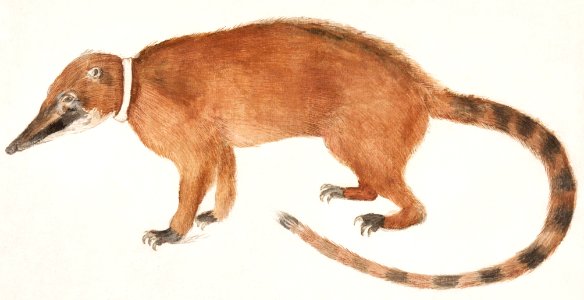 Red nose bear or coatimundi, Nasua nasua (1596–1610) by Anselmus Boëtius de Boodt.. Free illustration for personal and commercial use.