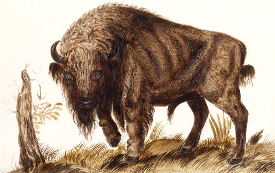Wisent or European bison, Bison bonasus (1596–1610) by Anselmus Boëtius de Boodt.