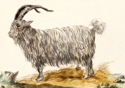 Goat, Capra hircus (1596–1610) by Anselmus Boëtius de Boodt.. Free illustration for personal and commercial use.