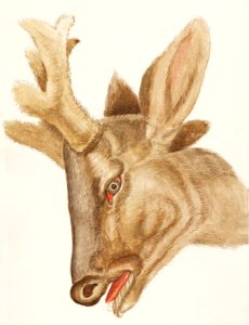Head of a deer, Cervidae (1596–1610) by Anselmus Boëtius de Boodt.. Free illustration for personal and commercial use.