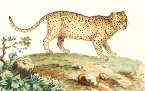 Leopard, Panthera pardus (1596–1610) by Anselmus Boëtius de Boodt. Free illustration for personal and commercial use.