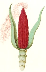 Ornamental corn, Zea mays (1596–1610) by Anselmus Boëtius de Boodt.. Free illustration for personal and commercial use.