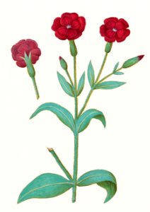 Cuckoo flower, Lychnis or Prickly nose, Lychnis coronaria (1596–1610) by Anselmus Boëtius de Boodt.