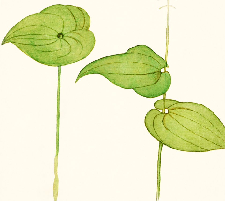 Plant, Unknown species (1596–1610) by Anselmus Boëtius de Boodt.