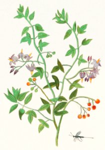 Bittersweet, Solanum dulcamara (1596–1610) by Anselmus Boëtius de Boodt.. Free illustration for personal and commercial use.