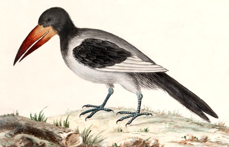 Unknown bird (1596–1610) by Anselmus Boëtius de Boodt.