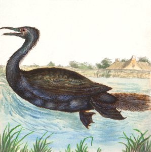 Cormorant, phalacrocorax carbo (1596–1610) by Anselmus Boëtius de Boodt.. Free illustration for personal and commercial use.