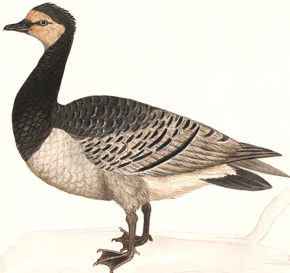 Barn Goose, Branta leucopsis (1596–1610) by Anselmus Boëtius de Boodt.