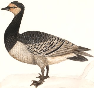 Barn Goose, Branta leucopsis (1596–1610) by Anselmus Boëtius de Boodt.. Free illustration for personal and commercial use.
