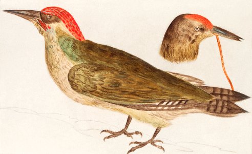 The European green woodpecker, Picus viridis (1596–1610) by Anselmus Boëtius de Boodt.