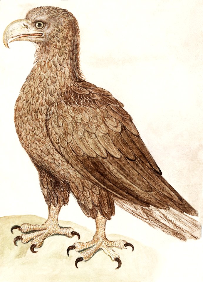 White-tailed eagle (1596–1610) by Anselmus Boëtius de Boodt.