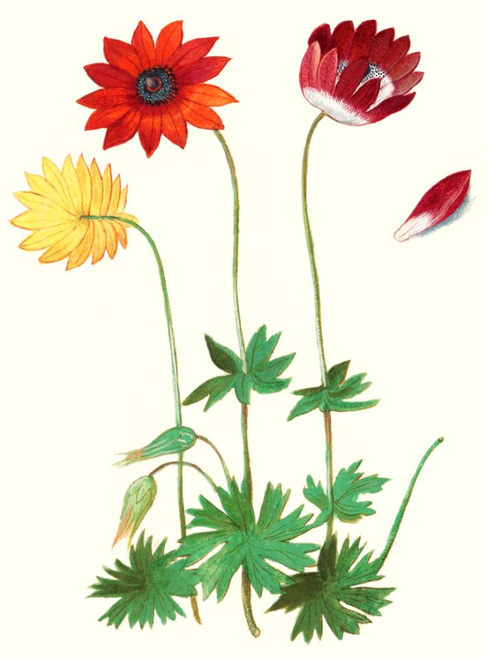 Anemone, Anemone (1596–1610) by Anselmus Boëtius de Boodt.