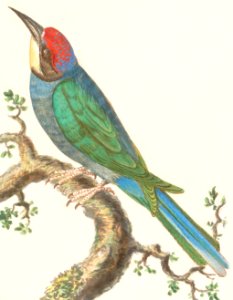 The European bee-eater, Merops apiaster (1596–1610) by Anselmus Boëtius de Boodt.