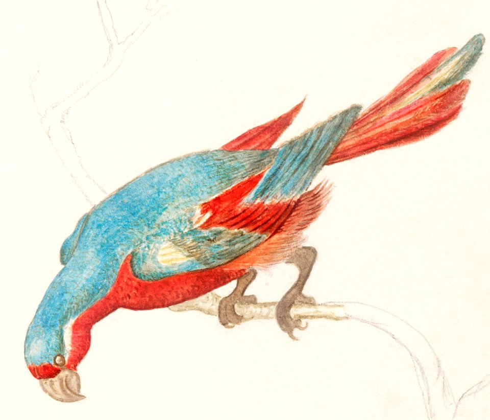 Parrot (1596–1610) by Anselmus Boëtius de Boodt.