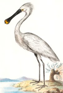 Spoonbill, Platalea leucorodia (1596–1610) by Anselmus Boëtius de Boodt.. Free illustration for personal and commercial use.