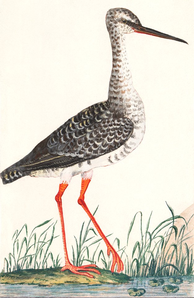 Redshank, Tringa totanus (1596–1610) by Anselmus Boëtius de Boodt.