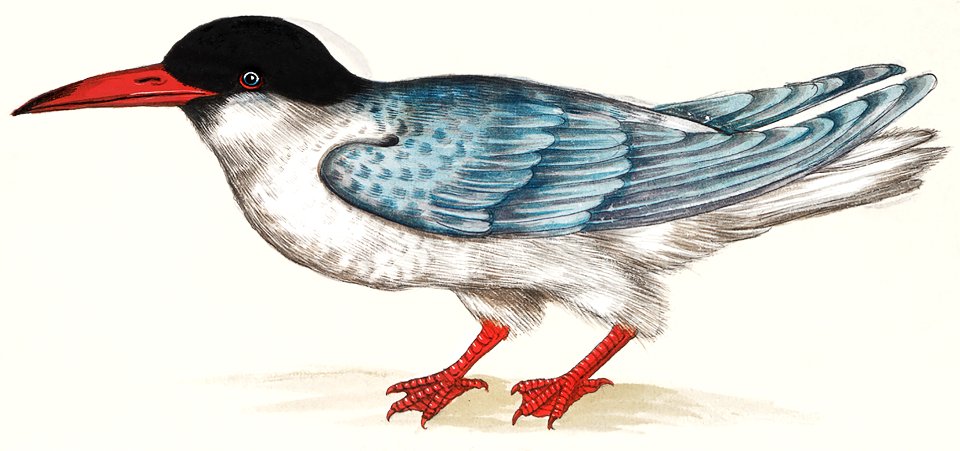 Common tern, Sterna hirundo (1596–1610) by Anselmus Boëtius de Boodt.