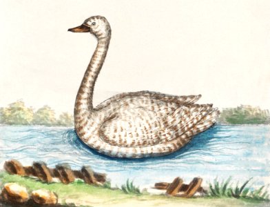 Swan, Cygnus (1596–1610) by Anselmus Boëtius de Boodt.. Free illustration for personal and commercial use.