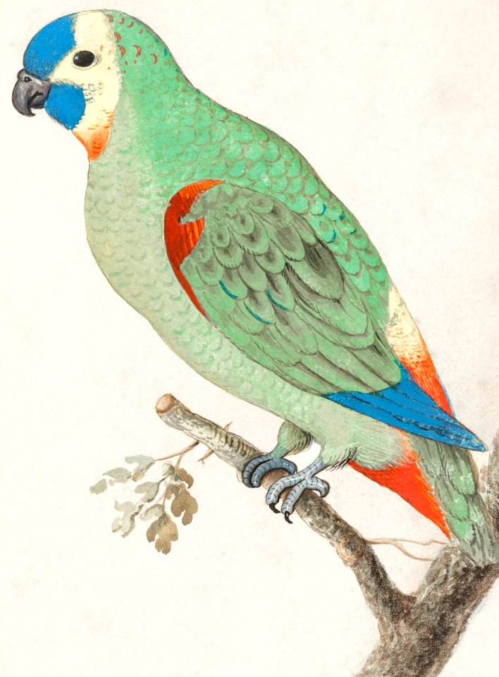 Blue-fronted amazon, amazona aestiva (1596–1610) by Anselmus Boëtius de Boodt.