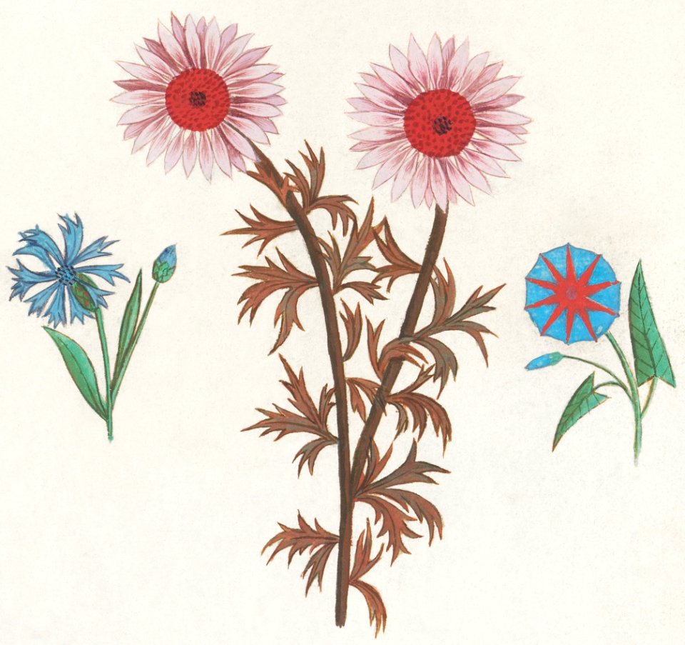 Unknown Flower, Cornflower, Centaurea cyanus and bindweed, Convolvulaceae (1596–1610) by Anselmus Boëtius de Boodt.